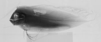 Media type: image;   Ichthyology 164725 Aspect: lateral